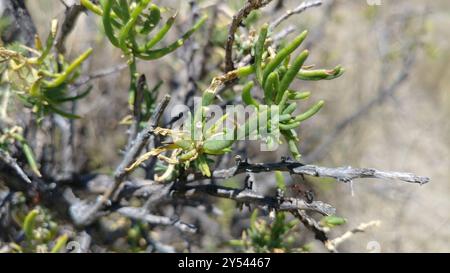 Greasewood (Sarcobatus vermiculatus) Plantae Foto Stock