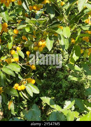 Raccolto in giardino. Piccole mele gialle per dessert, preparazioni per l'inverno. Prodotto biologico. Foto Stock