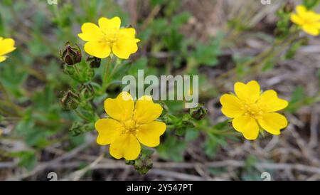 Cinquefoil alpino (Potentilla crantzii) Plantae Foto Stock