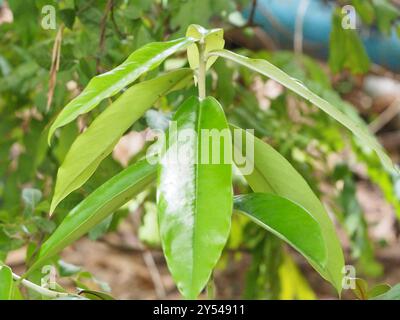 Burro di frutta (Diospyros blancoi) Plantae Foto Stock