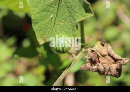 Soda-mela tropicale (Solanum viarum) Plantae Foto Stock