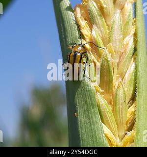 Rootworm (Diabrotica virgifera) Insecta Foto Stock