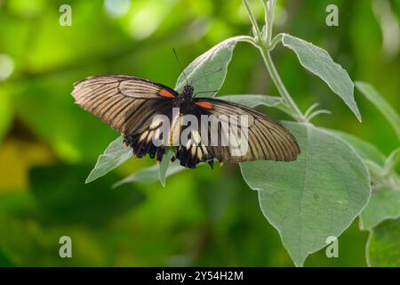 Una femmina grande mormone, Papilio memnon, farfalla con danni a due delle sue ali inferiori Foto Stock