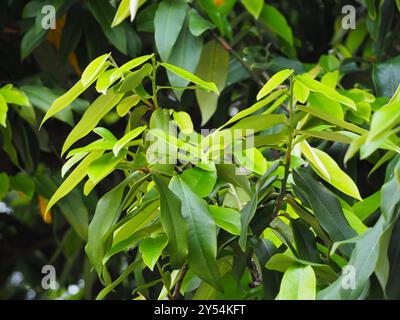 Burro di frutta (Diospyros blancoi) Plantae Foto Stock