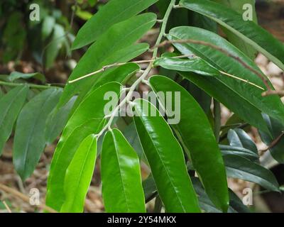 Burro di frutta (Diospyros blancoi) Plantae Foto Stock