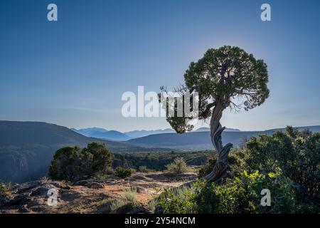 Lone Tree si trova a Dragon Point, nel Black Canyon del Gunnison National Park, vicino a Montrose, Colorado. Foto Stock