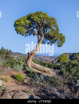 Lone Tree si trova a Dragon Point, nel Black Canyon del Gunnison National Park, vicino a Montrose, Colorado. Foto Stock