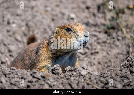 Cane prateria nel Badlands National Park, vicino a Rapid City, South Dakota. Foto Stock