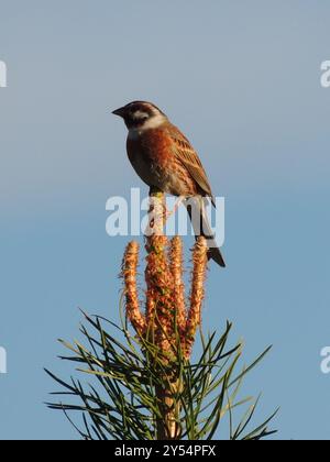 Pineta (Emberiza leucocephalos) Aves Foto Stock