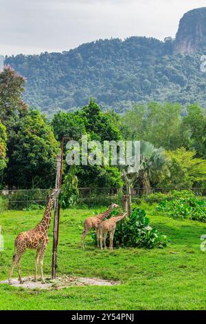Le giraffe reticolate stanno mangiando Leave in the Savannah Walk, la più grande mostra a cielo aperto dello zoo di Negara. Foto Stock