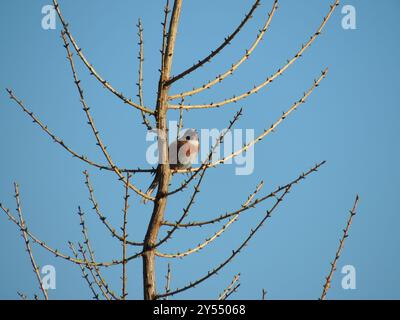 Pineta (Emberiza leucocephalos) Aves Foto Stock