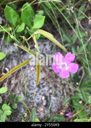 Seminole False Foxglove (Agalinis filifolia) Plantae Foto Stock