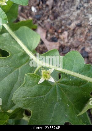 White Bryony (Bryonia cretica dioica) Plantae Foto Stock