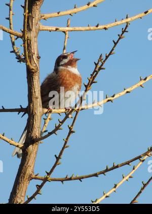 Pineta (Emberiza leucocephalos) Aves Foto Stock