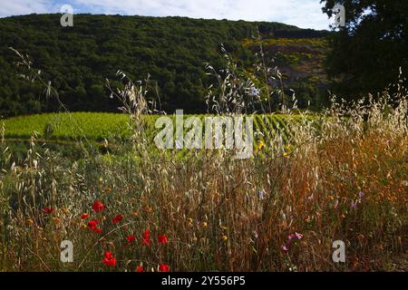 Paesaggio della regione del Chianti, tra Firenze e Siena, famosa per la produzione di buon vino e le sue dolci colline coltivate a vite Foto Stock