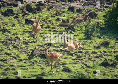 Il ghepardo femminile insegue tre impala femminili comuni Foto Stock