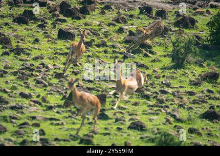 Ghepardo femminile che insegue tre impala comuni femminili Foto Stock