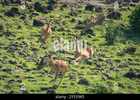 Il ghepardo femminile caccia tre impala femminili comuni Foto Stock