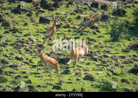 Ghepardo femmina che caccia tre impala comuni femminili Foto Stock