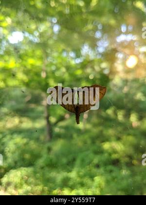 Greater Grapevine Looper Moth (Eulithis gracilineata) Insecta Foto Stock