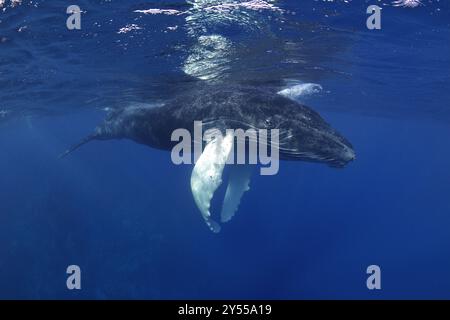 Megattere (Megaptera novaeangliae), Silverbanks, Repubblica Dominicana Foto Stock