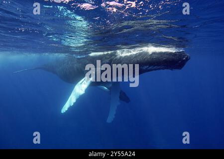 Megattere (Megaptera novaeangliae), Silverbanks, Repubblica Dominicana Foto Stock