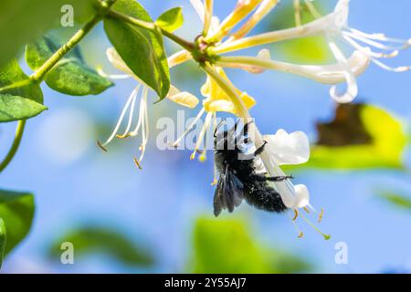 Holzbiene auf Geißblatt Blauschwarze Holzbiene Xylocopa violacea auf der Blüte des Waldgeißblatts Lonicera periclymenum in einem Wilnsdorfer Garten, Siegerland, Nordrhein-Westfalen, Deutschland, 20. Settembre 2024 *** ape di legno su caprifoglio ape di legno blu-nera Xylocopa violacea sul fiore della foresta caprifoglio Lonicera periclymenum in un giardino di Wilnsdorf, Siegerland, Renania settentrionale-Vestfalia, Germania, 20 settembre, 2024 Copyright: xDirkxManderbachx Foto Stock
