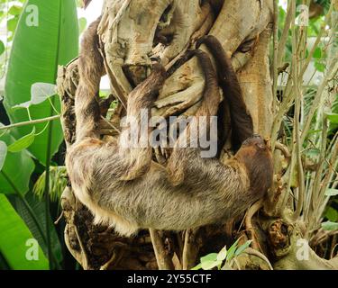 Linnes, due dita dei piedi, Sloth Foto Stock