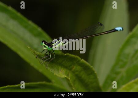 Coda orientale (Ischnura verticalis) Insecta Foto Stock