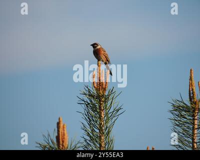 Pineta (Emberiza leucocephalos) Aves Foto Stock