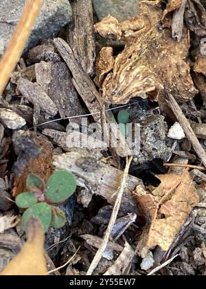 Spurge maculata (Euphorbia maculata) Plantae Foto Stock