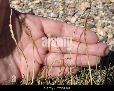 Ryegrass perenne (Lolium perenne) Plantae Foto Stock