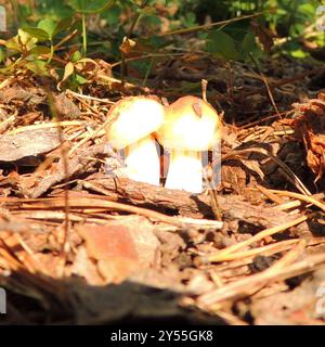 Funghi Suillus (Suillus granulatus) con gambo punteggiato Foto Stock