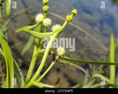 Piccolo plantae di bur-reed (Sparganium natans) Foto Stock