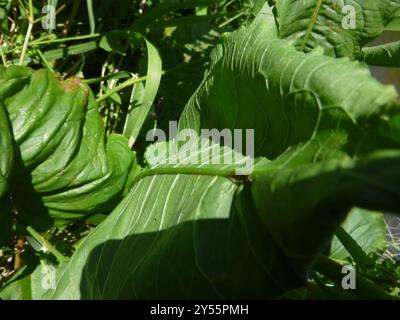 Scottish Dock (Rumex aquaticus) Plantae Foto Stock