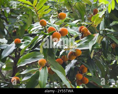 Burro di frutta (Diospyros blancoi) Plantae Foto Stock