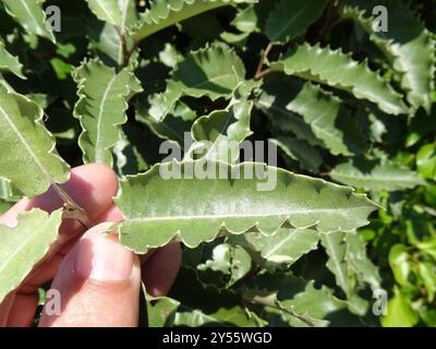 New Zealand holly (Olearia x macrodonta) Plantae Foto Stock