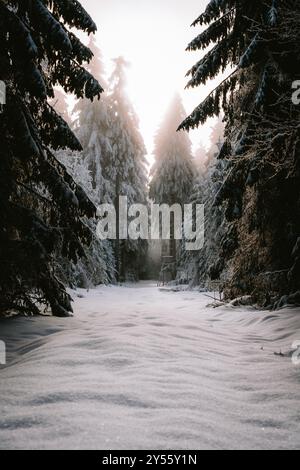 Serenità invernale: Un sentiero coperto di neve attraverso una foresta di Evergreens ghiacciate, illuminato dalla luce soffusa del mattino Foto Stock