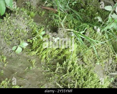 Fontana di muschio di mele (Philonotis fontana) Plantae Foto Stock