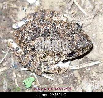 Rana comune dalla testa grossa (Oreobates quixensis) Amphibia Foto Stock