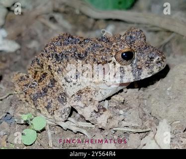 Rana comune dalla testa grossa (Oreobates quixensis) Amphibia Foto Stock