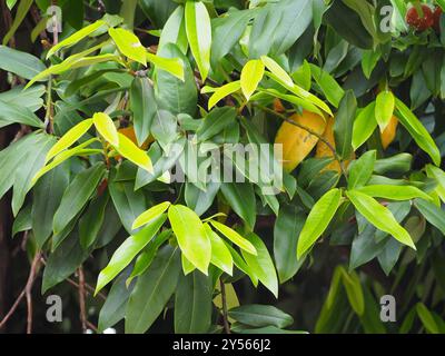 Burro di frutta (Diospyros blancoi) Plantae Foto Stock