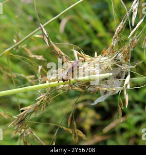 Ragno da caccia a due artigli (Cheiracanthium erraticum) Arachnida Foto Stock