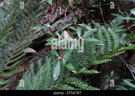 Peperoncino di montagna (Tasmannia lanceolata) Plantae Foto Stock