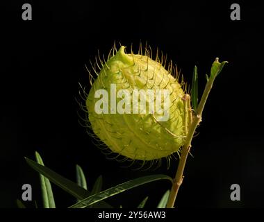 Primo piano del frutto di un cespuglio africano di alghe lattea - Gomphocarpus fruticosus. Habitat europeo della farfalla Monarch - Danaus plexippus. Foto Stock