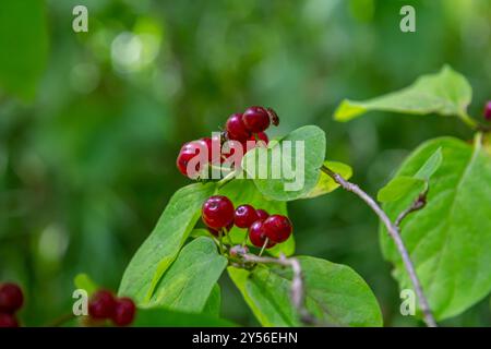 Festive Holiday Honeysuckle Branch con Red Berries Lonicera xylosteum. Foto Stock