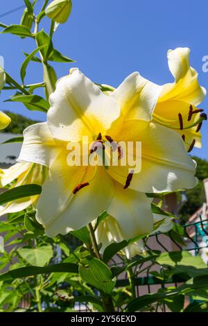 fiori gialli di lilio con burroni e foglie verdi. Foto Stock