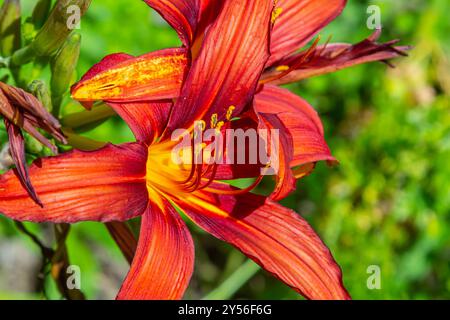 L'Hemerocallis fulva giallo-marrone è una pianta perenne splendidamente fiorita al sole luminoso in un giorno d'estate. Foto Stock
