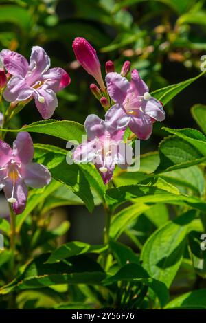 Weigela Bristol fiori rossi rubini - nome latino - Weigela florida Bristol Ruby. Foto Stock