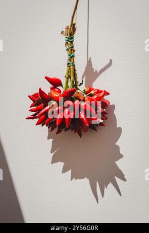 Peperoncino rosso caldo fresco pugliese, Italia meridionale. Foto Stock